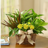 European Dish Garden