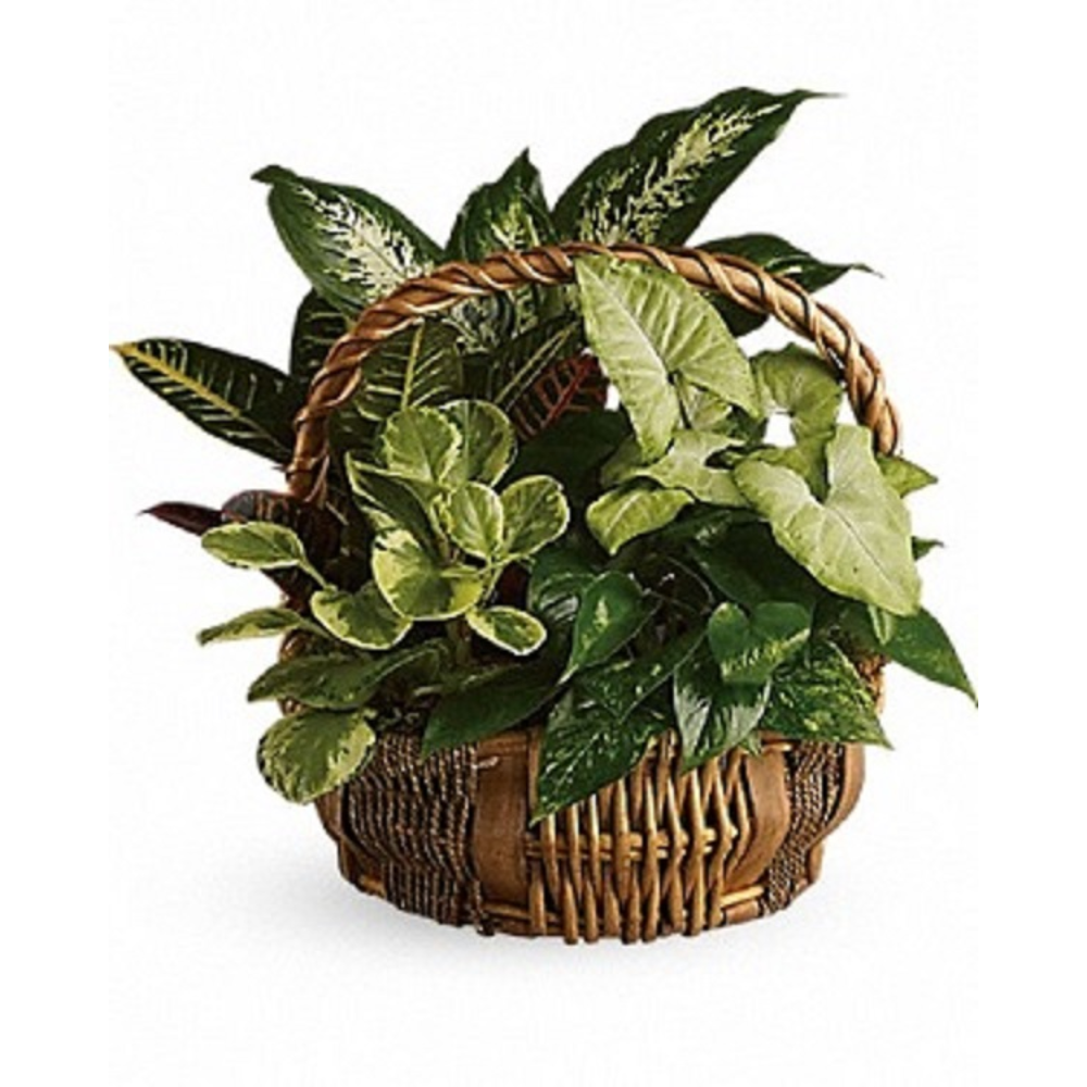 Great Garden Basket – Miriam Blooms