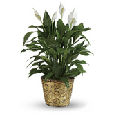Peace Lily