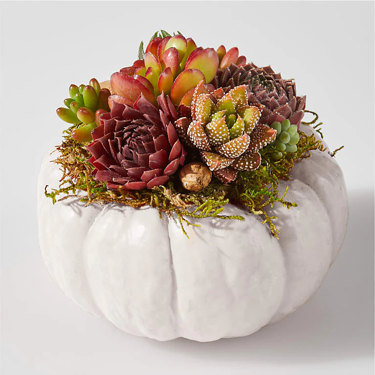 white pumpkin with succulents Live White Pumpkin Succulent Garden Mini – Miriam Blooms