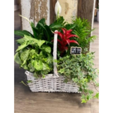 Burst of Red Planter