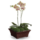 Divine Orchid