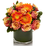 Glowing Gerbera