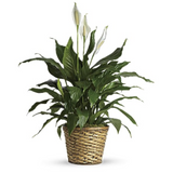 Peace Lily