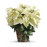White Poinsettia